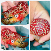 Kamfa Flowerhorn - 07